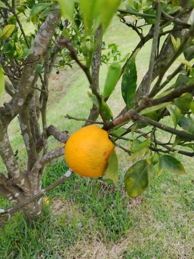 Jardim e entorno da propriedade do Recanto dos Canários em Paraibuna SP